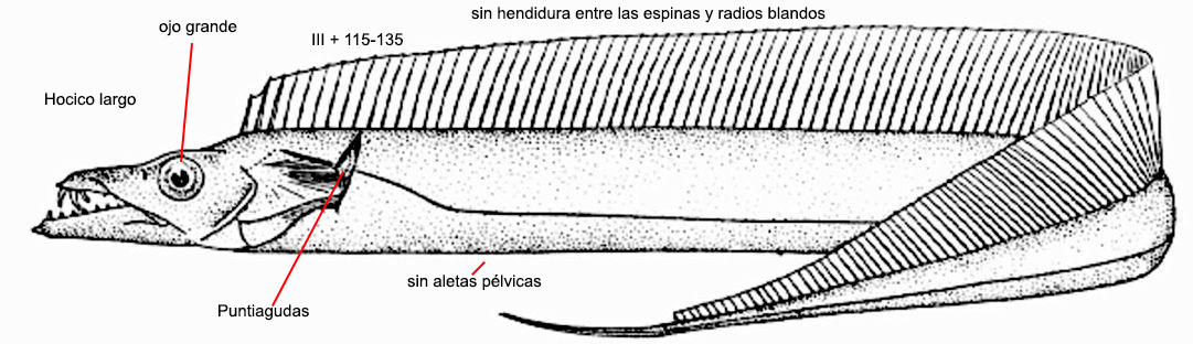 Trichiurus lepturus_001.jpg
